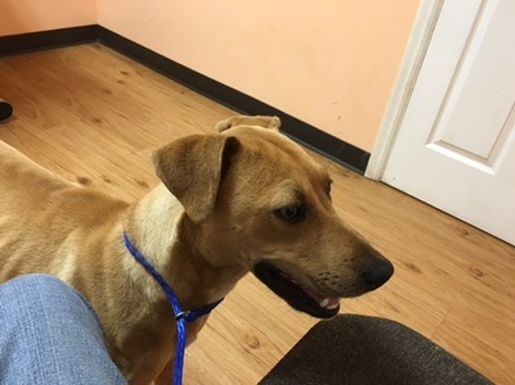 Female Dog available for Adoption